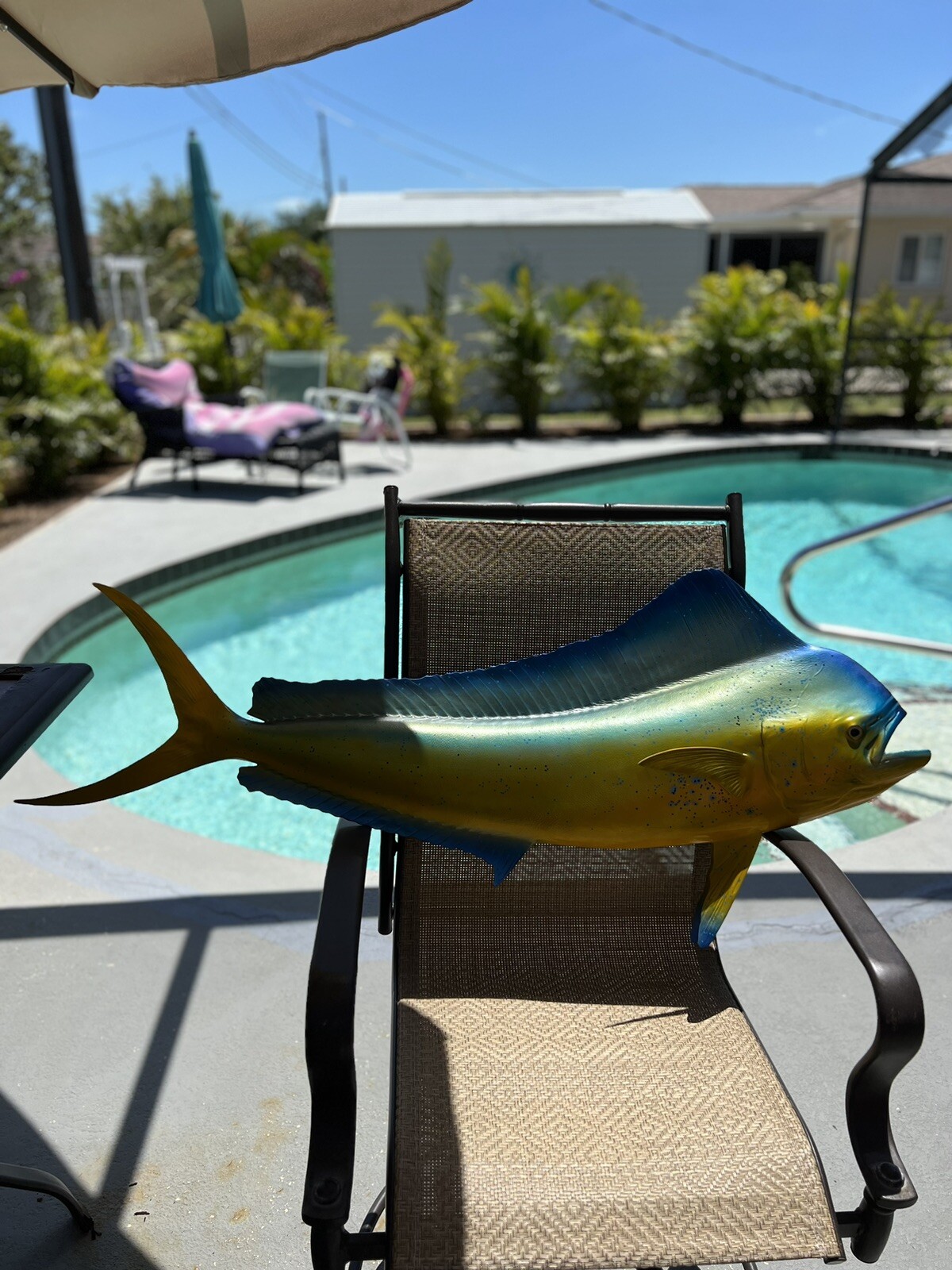 mahi mahi cow fish (girl) fiberglass mount caught 15 off coast of
