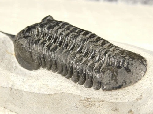 Larger! Morocconites Trilobite Fossil Nice and Natural From Morocco 491gr
