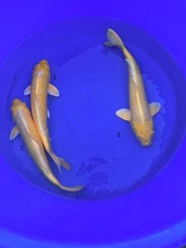 Exactly 3 Yamabuki  size 18-19 inches 