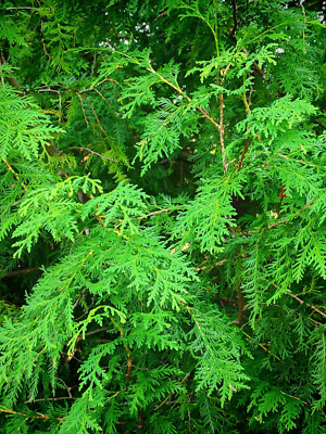 Eastern White Cedar 20 Seeds Thuja occidentalis Arborvitae Northern White Cedar