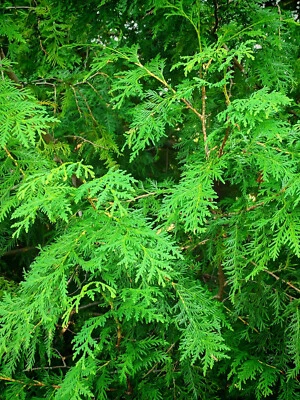 HUNDREDFOLD Eastern White Cedar 20 Seeds Thuja occidentalis Arborvitae Northern White Cedar