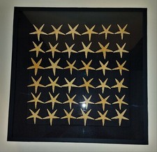 Natural history frame with starfish archaster typicalus 50 x 50 cm
