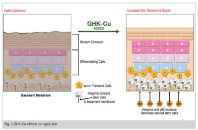 ghk-cu integrins COPPER TRIPEPTIDE-1 (GHK-Cu) FOR SKIN, HAIR, LASH & BROW