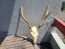 Crâne de cerf Sika ; Cervus nippon #12