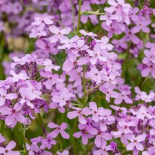 Hesperis matronalis Seeds