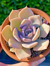 Rare Succulent Echeveria Misty Lilac 2-Inch Rooted Live Plant Home Decor Gift