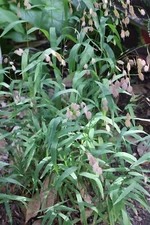 50 seeds of organic Northern Sea Oats, ornamental grass  ** FREE S/H **