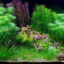 Dwarf Hairgrass  Aquarium Plants Factory 