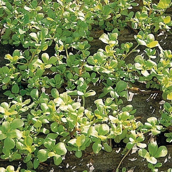 Pourpier Doré à Larges Feuilles | 100 Graines | Salade Croquante Résistante Été - Photo 1/1