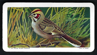 BROOKE BOND (CANADA) - CANADIAN / AMERICAN SONGBIRDS - #43 LARK SPARROW