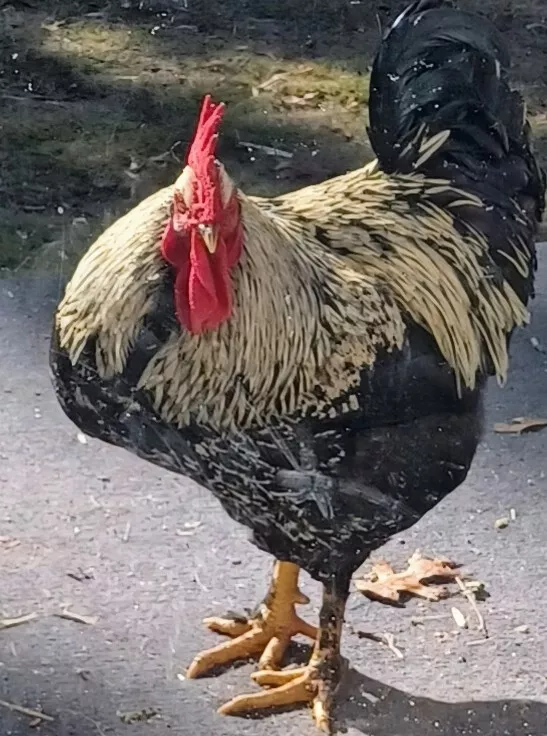 6 Jersey Giant German Kuhnhenn Bielefelder Brahma Cross Hatching Eggs