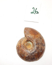 Ammonite Fossil Pendant(26)