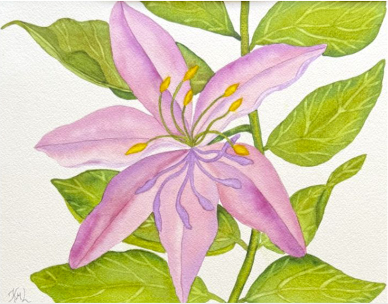 PAINTING WATERCOLOR 11X14 & BLACK MAT 16X20 FLOWER LILY PINK LAVENDER ORIGINAL