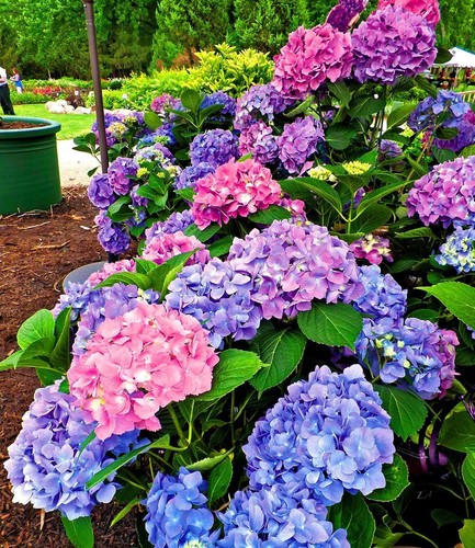 Winterharte Freiland-Hortensie "L.A. Dreamin®" 1 Pflanze Hydrangea - Bild 8 von 8