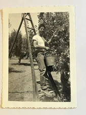 VERY COOL 1930s ASIAN AMERICAN IMMIGRANT MAN PICKING APPLES on FARM with LADDER