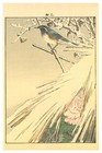 Red Flanked Bluetail - Woodblock Print by Imao Keinen Meiji Period — photo 1