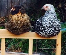 10   PUREBRED of  Silver, Gold Laced and Ayam Cemani hatching eggs.