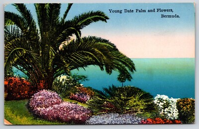 Young Date Palm & Flowers, Ocean, Hamilton, Bermuda 1920s Postcard
