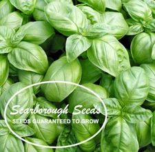 Scarborough Seeds 500 Genovese Basil Seeds Heirloom Italian NON-GMO Fragrant US