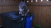 Garbage Loc + Lid-loc Keeps Animals Out For Unhinged Trash Can- Lock Them Out Garbage Loc + Lid-loc Keeps Animals Out For Unhinged Trash Can- Lock Them Out