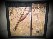 Altes Lehrmodell der Haut, Relief, Gips auf Holzbrett