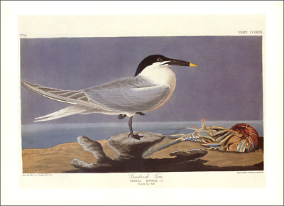 1997 Vintage Print Sandwhich Tern Sea Bird Shell Art Illustration Image Audubon