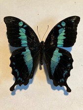Insecto seco/mariposa/polilla sin fijar B2860 azul Papilio oribazus Madagascar: