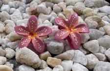 A Pair Of Small Hand Painted Hair Clips - Pink Flowers