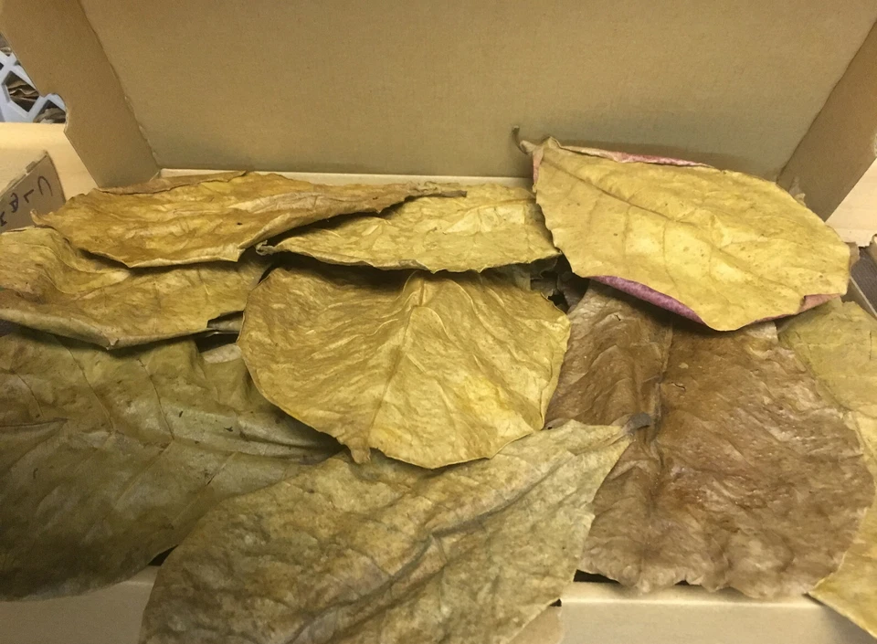 1 Karton Seemandelbaumblätter ca 100gramm 15-20cm XL Catappa Leaves Gesundheit