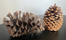 2 Large Big Pine Cones Crafting Natural Decor
