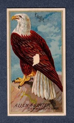 EAGLE 1888 N4 Allen & Ginter Birds Of America   Iconic Americana Card