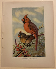 Lovely Little Vintage Bird Color Print by All...