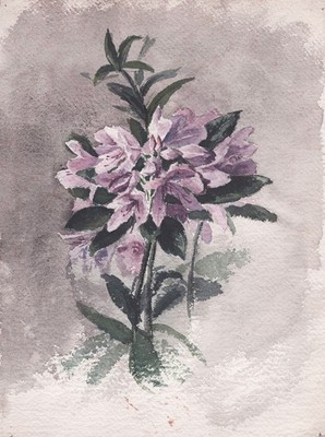 Azalea rhododendron azalea flower flower botany botany drawing drawing design