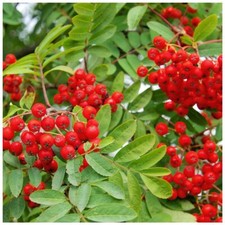 1 Mountain Ash Rowan Plant / Sorbus Aucuparia 1-2ft Tall