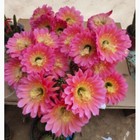 Foto 3 di 5
