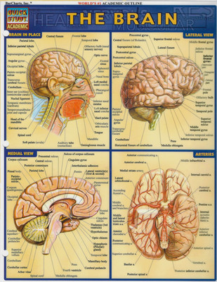 THE BRAIN - QUICK STUDY ACADEMIC CARD by BARCHART INC.