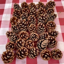 Ponderosa Pinecones Medium Size Untreated Crafting Decor Natural Excellent *35*