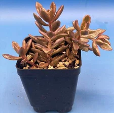 Lenopetalum 'Chocolate and Strawberries' Variegated - Ships in 3.5” pot