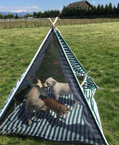 OctoRose Deluxe tragbares und atmungsaktives Kinder Tipi Spielzelt Sonnenschutz - Bild 2 von 6