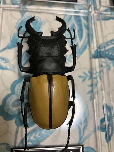 DeAgostini Realistic Insect Figure Set Six Stag Beetles Collectible Toys - Picture 6 of 8