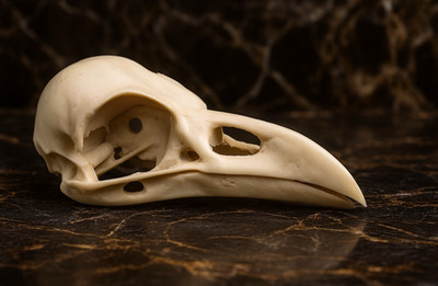 Premium Raven Skull Replica 1:1 Life-Size Anatomical Model Artisan Crafted
