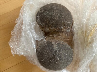 Genuine Dinosaur Fossil Hadrosaur 2 Egg Nest