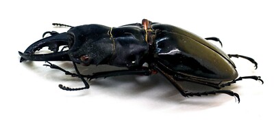 Odontolabis nobuhikoi rare 24mm