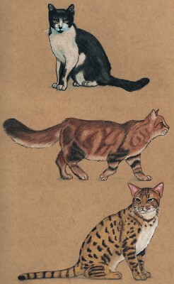 Cat animal figure drawing pastel artist Jerome Cadd