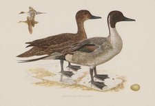 Spie&szlig;ente Anas acuta   Spitzente Fasanente Ente   Farbdruck 1953 Ornithologie