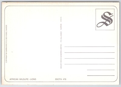 Postcard Mating Lions Kenya African Wildlife Panthera leo Lion Sex