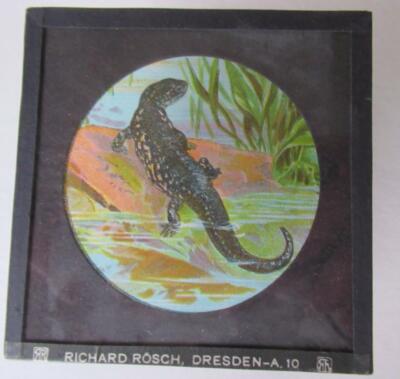 REPTILES - SNAKES - AMPHIBIANS  Magic Lantern Slide RICHARD ROSCH - DRESDEN