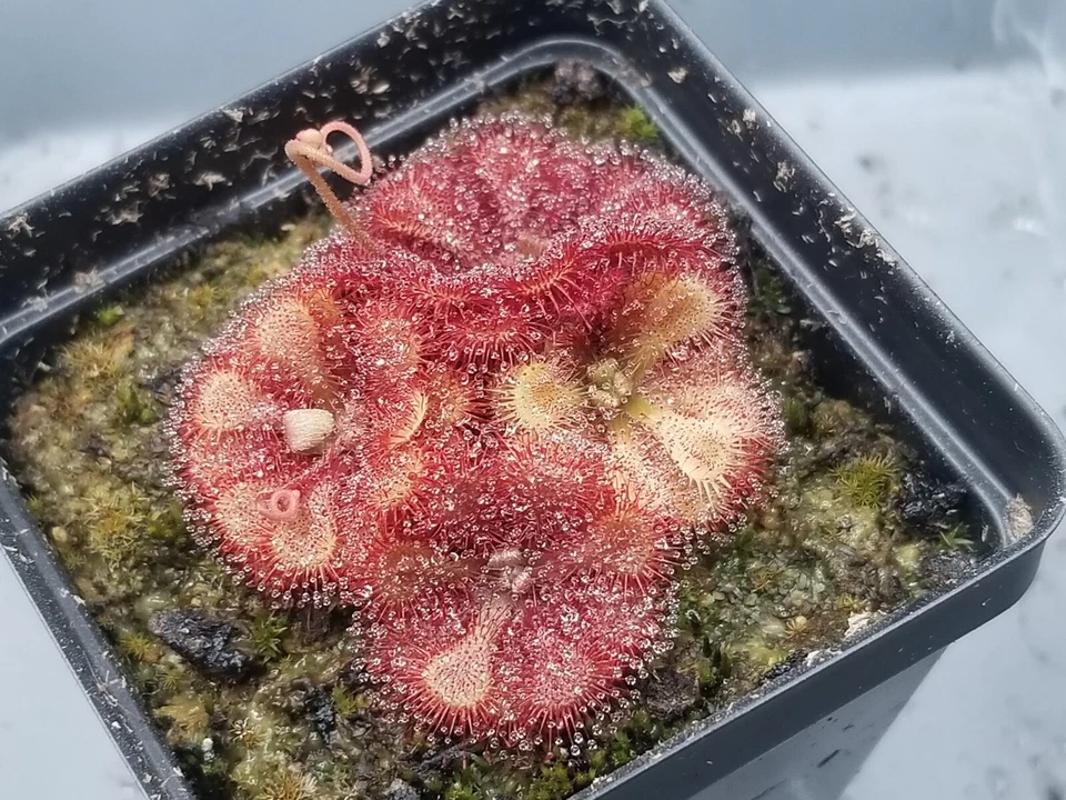 Drosera natalensis Seeds - Carnivorous Sundew Plant - Super easy to grow! - Image 2 of 4