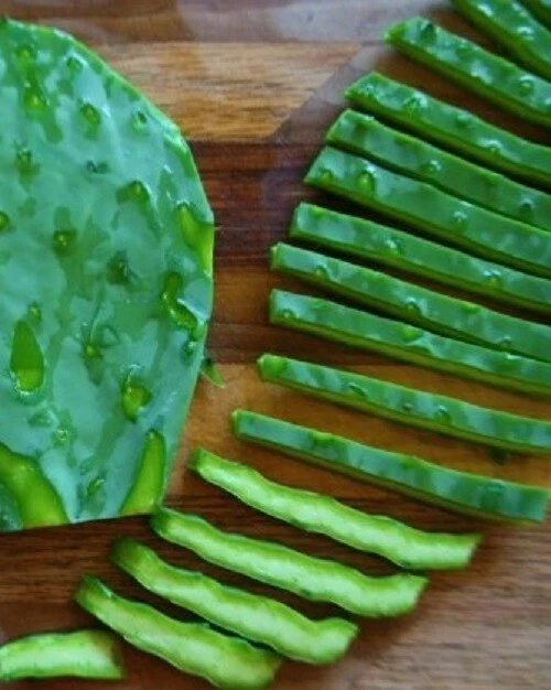Almohadillas orgánicas para nodrizos de pera cactus 6 LG sin espinas  Foto 3 de 4