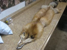 Tanned Red Fox Hide Fur Coats Taxidermy  #0013336 Row MAIN 1